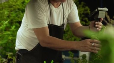 Esrar çiftçisi esrar ürünleri üretmek için hasat etmeden önce CBD 'yi tedavi edici esrar çiftliğinde analiz etmek için mikroskop kullanır