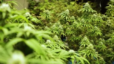 Tıbbi kenevir ürünleri için kenevir tarlasında esrar bitkisi. Kapalı tarım çiftliği, sağlık ve ilaç kullanımları için yüksek kaliteli tıbbi esrar üretimi sunmaktadır. .