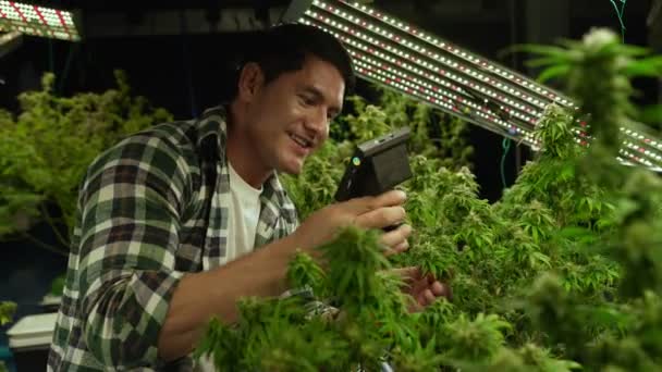 Cannabis Farmer Use Microscope Analyze Cbd Curative Cannabis Farm Harvesting — Vídeo de stock