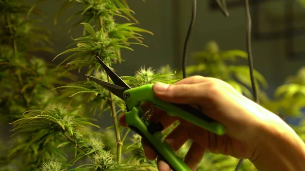 Cannabiszüchter Schneiden Cannabispflanze Heilender Indoor Cannabisfarm Für Die Produktion Und — Stockfoto