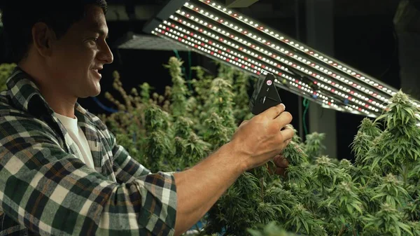 Cannabis Farmer Use Microscope Analyze Cbd Curative Cannabis Farm Harvesting — Stock fotografie