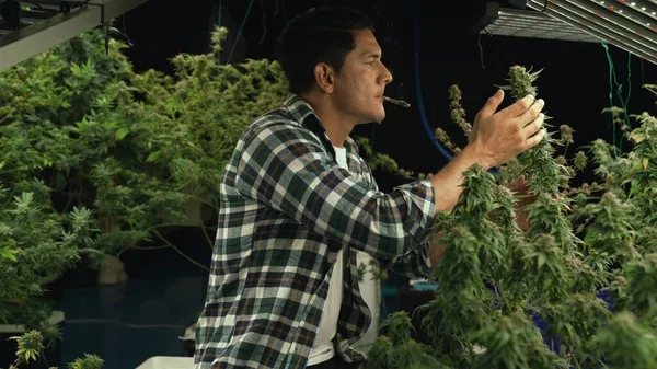 Marijuana Farmer Smoking Rolled Marijuana Weed Joint Curative Marijuana Farm — стоковое фото
