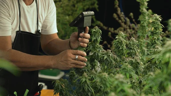 Cannabis Farmer Use Microscope Analyze Cbd Curative Cannabis Farm Harvesting — 图库照片