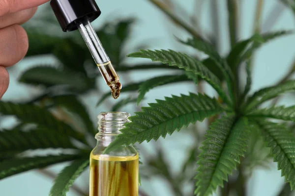 Conceptual closeup of CBD oil in a dropper vial against a background of hemp leaves, referencing the legalized marijuana.