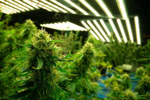 Primo Piano Una Pianta Cannabis Con Germoglio Piante Cannabis Legali — Foto Stock