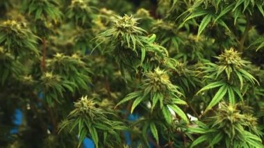 Cannabis plant in curative cannabis weed farm for medical cannabis product . The indoor agriculture farm provide high quality medicinal cannabis production for health care and medicine uses .