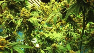Cannabis plant in curative cannabis weed farm for medical cannabis product . The indoor agriculture farm provide high quality medicinal cannabis production for health care and medicine uses .