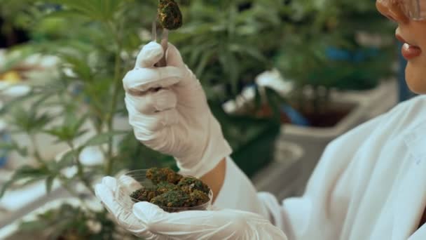 Scientist Test Cannabis Product Curative Indoor Cannabis Farm Scientific Equipment — Wideo stockowe