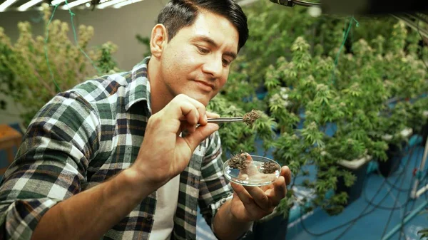 Marijuana Farmer Tests Marijuana Buds Curative Marijuana Farm Harvesting Produce — Stok fotoğraf