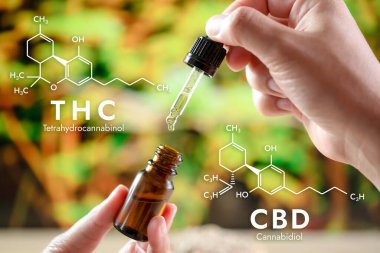 Eller, arka planda kenevir yaprağı ve altıgen şeklindeki biyokimya formülü olan bir şişe CBD yağı ve damlalık kapağını tutuyor. Tıbbi amaçlar için yasallaştırılmış CBD ürünü.