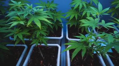 Cannabis plant in curative cannabis weed farm for medical cannabis product . The indoor agriculture farm provide high quality medicinal cannabis production for health care and medicine uses .