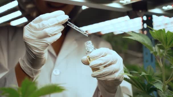 Scientist Test Cbd Hemp Oil Product Curative Indoor Hemp Farm — Video