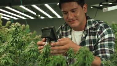 Esrar çiftçisi esrar ürünleri üretmek için hasat etmeden önce CBD 'yi tedavi edici esrar çiftliğinde analiz etmek için mikroskop kullanır