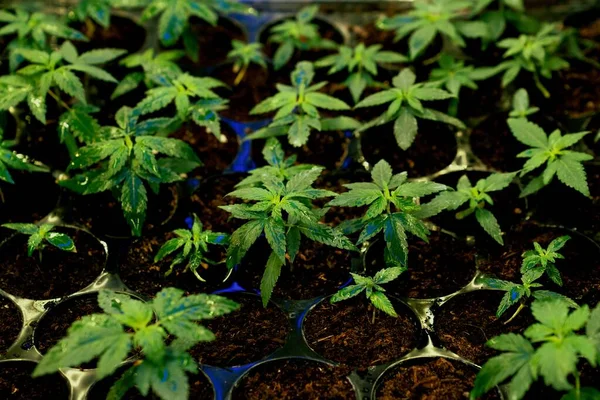 Closeup Zaailingen Cannabis Zaailing Een Bodem Gevulde Plantenbak Indoor Boerderij — Stockfoto