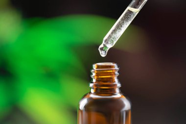 Ucunda CBD yağı olan yakın çekim damlası, CBD yağ kabının yanında. Hastalık tedavisi için yasallaştırılmış CBD yağı.