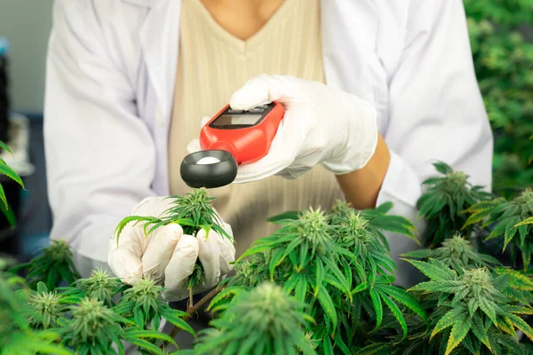 Wetenschapper Meet Licht Lichtmeter Het Bevredigen Van Cannabisplanten Knoppen Een — Stockfoto