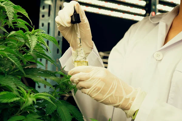 Closeup Bevredigende Cannabisplant Curatieve Indoor Cannabiskwekerij Wetenschapper Inspecteert Cbd Olie — Stockfoto