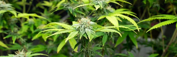 大麻植物的密闭花园 有令人满意的成熟芽 准备在治疗性室内大麻农场收获 种植设施 美丽的高细节的大麻植物 — 图库照片