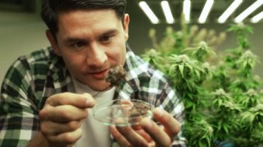 Marihuana çiftçisi marihuana tomurcuklarını marihuana ürünleri üretmeden önce tedavi edici marihuana çiftliğinde test eder.