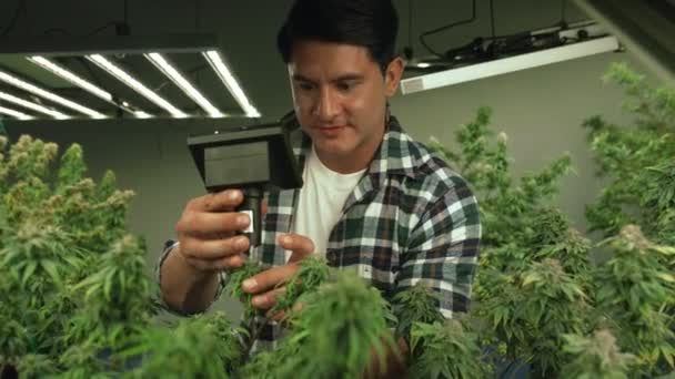 Cannabis Farmer Use Microscope Analyze Cbd Curative Cannabis Farm Harvesting — 비디오