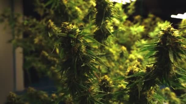 Cannabis Plant Curative Cannabis Weed Farm Medical Cannabis Product Indoor — 图库视频影像