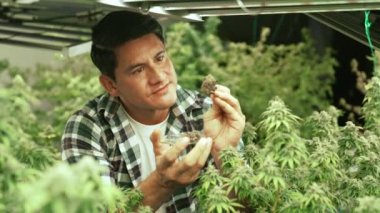 Marihuana çiftçisi marihuana tomurcuklarını marihuana ürünleri üretmeden önce tedavi edici marihuana çiftliğinde test eder.