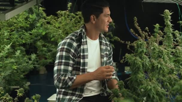 Marijuana Farmer Smoking Rolled Marijuana Weed Joint Curative Marijuana Farm — Stock video