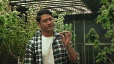 Marihuana tarlasında esrar tüttüren bir çiftçi kendi marihuana kalitesini test etmek ya da dinlenmek için marihuana tarlasında esrar sarmıştı.