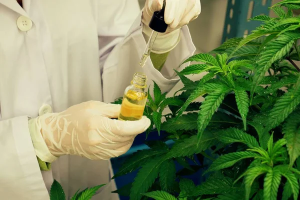 Closeup Gratifying Cannabis Plant Curative Indoor Cannabis Farm Scientist Inspecting — Stock Photo, Image