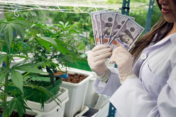 Cientista Feminina Close Segurando Notas Dólar Dinheiro Depois Gratificar Lucrando — Fotografia de Stock