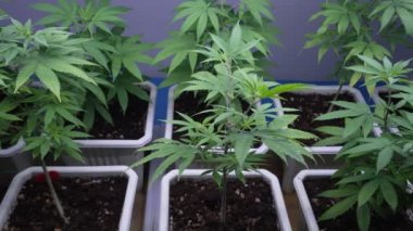 Cannabis plant in curative cannabis weed farm for medical cannabis product . The indoor agriculture farm provide high quality medicinal cannabis production for health care and medicine uses .