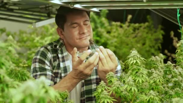 Marijuana Farmer Tests Marijuana Buds Curative Marijuana Farm Harvesting Produce — 图库视频影像