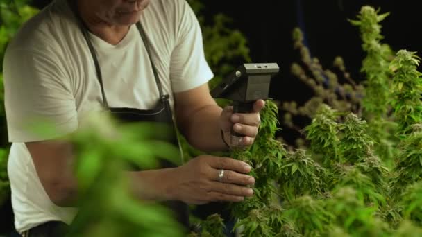 Cannabis Farmer Use Microscope Analyze Cbd Curative Cannabis Farm Harvesting — Vídeo de Stock