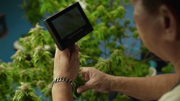 Cannabis Farmer Use Microscope Analyze Cbd Curative Cannabis Farm Harvesting — Stockvideo