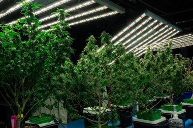 Tıbbi amaçlar için kapalı bir hidroponik yetiştirme tesisinde yetişen bir esrar bitkisinin tomurcuklu yasal kenevir bitkisi. İyi kalitede bir çiftlikte kenevir yetiştirmek.
