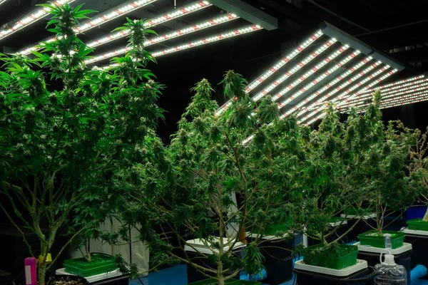 Closeup Uma Planta Cannabis Com Broto Plantas Cannabis Legal Cultivadas — Fotografia de Stock