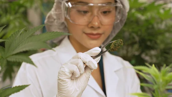 Scientist test cannabis product in curative indoor cannabis farm with scientific equipment before harvesting to produce cannabis products