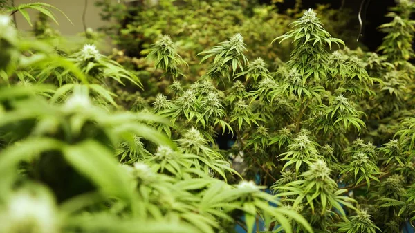 Cannabisplant Curatieve Cannabiskwekerij Voor Medicinaal Cannabisproduct Het Landbouwbedrijf Binnenshuis Levert — Stockfoto