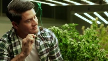 Marijuana farmer tests marijuana buds in curative marijuana farm before harvesting to produce marijuana products