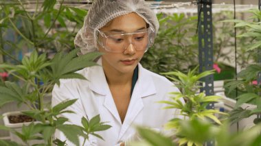 Bilimadamı esrar ürünlerini üretmek için hasat etmeden önce kapalı alan esrar çiftliğinde bilimsel ekipmanlarla test etmektedir