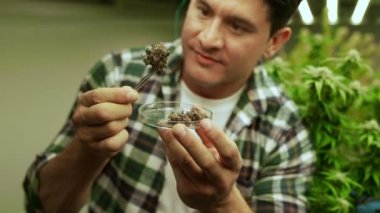 Marihuana çiftçisi marihuana tomurcuklarını marihuana ürünleri üretmeden önce tedavi edici marihuana çiftliğinde test eder.