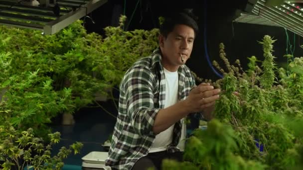 Marijuana Landbouwer Rookt Gerold Marihuana Weed Joint Curatieve Marihuana Boerderij — Stockvideo