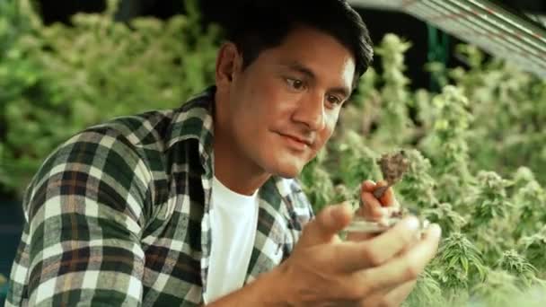 Marijuana Farmer Tests Marijuana Buds Curative Marijuana Farm Harvesting Produce — Stock Video