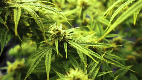 Cannabis Plant Curative Cannabis Weed Farm Medical Cannabis Product Indoor — Video