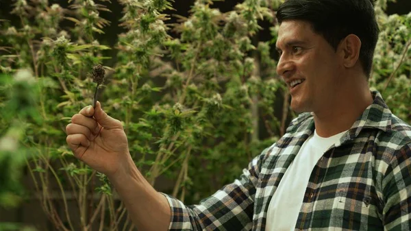 Marijuana Farmer Tests Marijuana Buds Curative Marijuana Farm Harvesting Produce — Stock fotografie