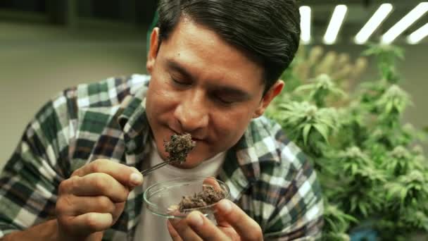 Hodowca Marihuany Bada Pąki Marihuany Leczniczej Farmie Marihuany Przed Zbiorami — Wideo stockowe