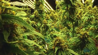 Cannabis plant in curative cannabis weed farm for medical cannabis product . The indoor agriculture farm provide high quality medicinal cannabis production for health care and medicine uses .