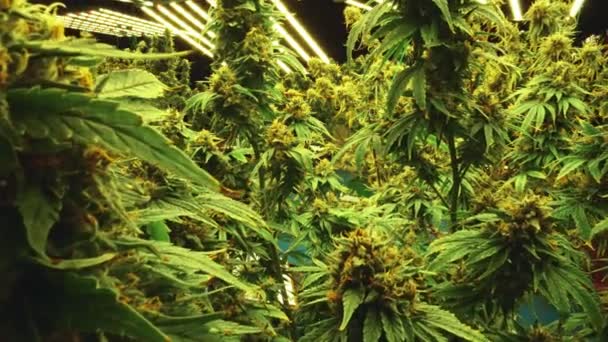Cannabis Plant Curative Cannabis Weed Farm Medical Cannabis Product Indoor — стоковое видео