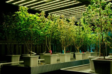İyileştirici iç mekanda tıbbi kenevir tarlasında ışık altında tam büyümüş tomurcukları olan bir esrar bahçesi. Yüksek kaliteli tıbbi esrar yetiştirme tesisinde marihuana çiftliği