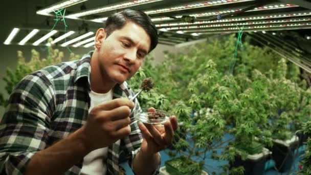 Marijuana Farmer Tests Marijuana Buds Curative Marijuana Farm Harvesting Produce — Stockvideo